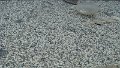 DSC01499